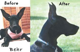 ear trim, Great Dane