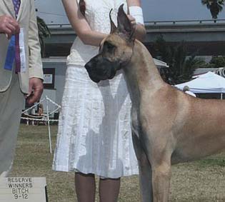Great Dane Ear Crop