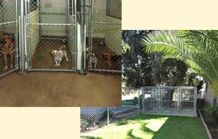 inside dog run